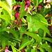 Himalayan honeysuckle Himalayan honeysuckle