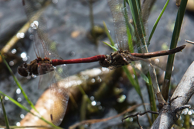 20140911 5159VRAw [NL] Libelle, Terschelling