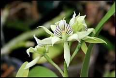 Prosthechea-Encyclia fragrans