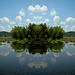 Mirrored tree reflection