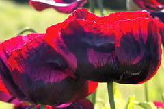 opium poppy 1