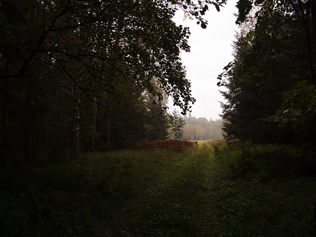 Białowieża