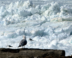 Lake ice in the river