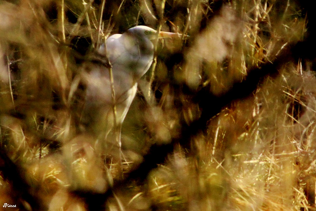 Grande Aigrette