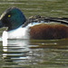 20180407 3665CPw [D~LER] Löffelente, Soltborger Kolk, Soltborg