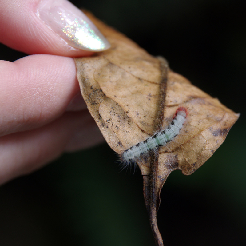 Furry caterpillar