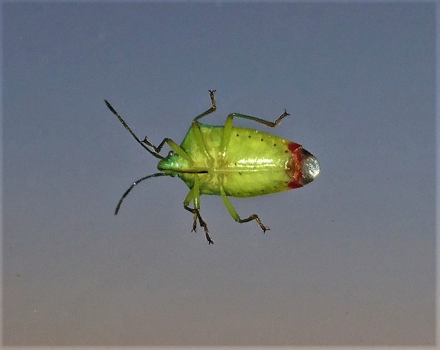 Außerirdischer Besuch