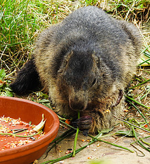 20210709 1506CPw [D~OS] Gelbbäuchiges Murmeltier (Marmota flaviventris), Zoo Osnabrück