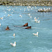 Alaska, Valdez, Seagulls and Sea Lions