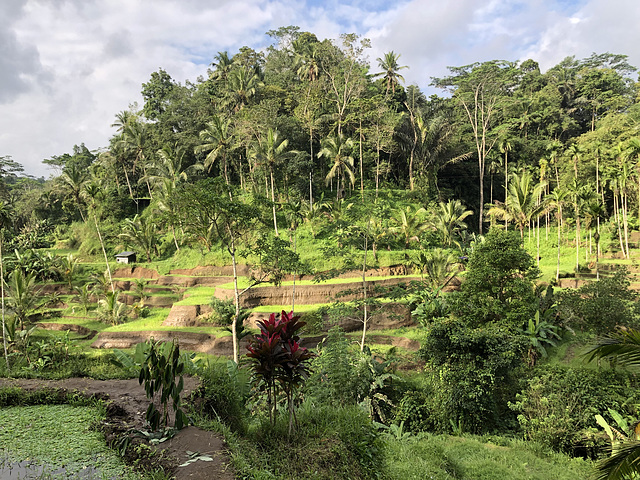 Rice fields.