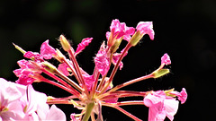 Geranium still looking good in its last days