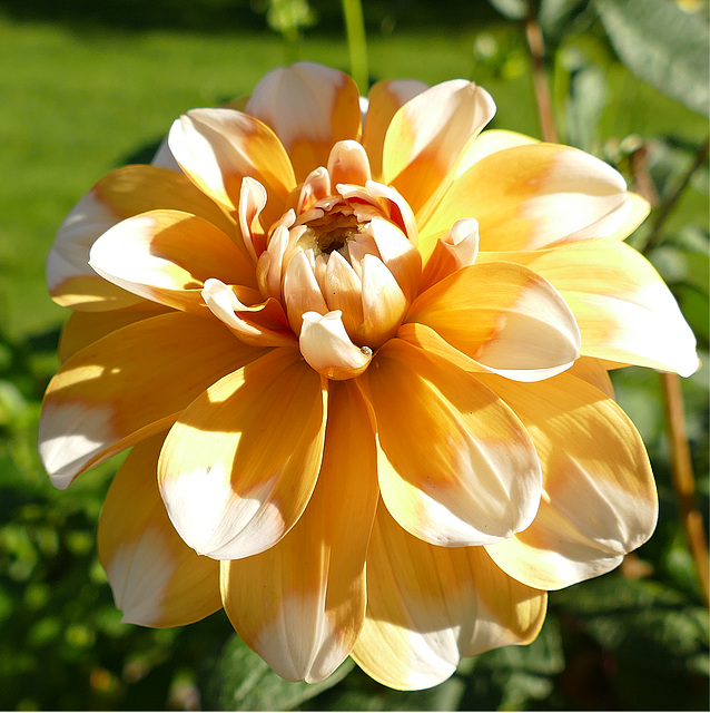 Dahlie mit weissen Spitzen