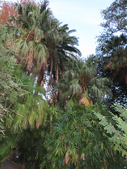 Valencia: Jardín botánico, 54