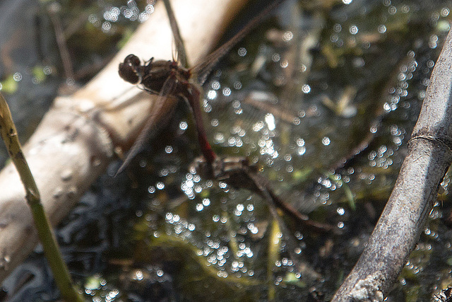 20140911 5158VRAw [NL] Libelle, Terschelling