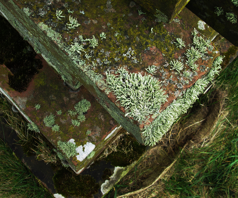 Moss, lichen - Christ Church, Allonby.