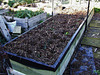 new raised beds