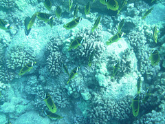 PICT0335.JPG