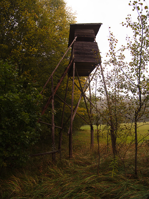 Białowieża