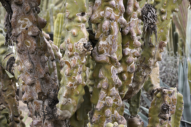 Totem Pole Cactus – Desert Botanical Garden, Papago Park, Phoenix, Arizona