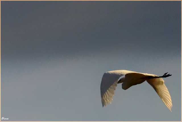 Grande Aigrette