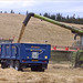Barley Grain transfer