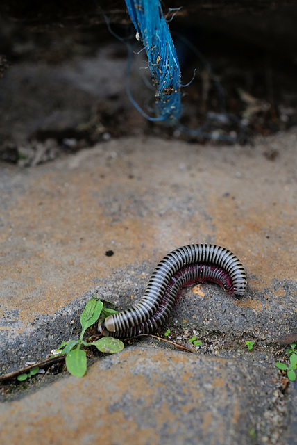 Anadenobolus monilicornis, Penedos