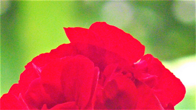 Red geranium