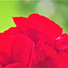 Red geranium Red geranium
