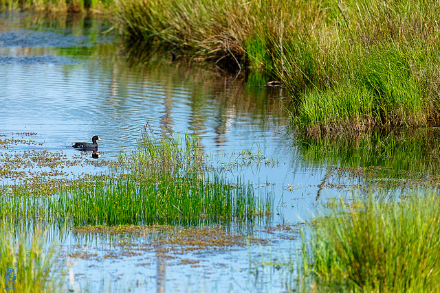 Naturschutzgebiet Theikenmeer