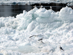 Lake ice in the river