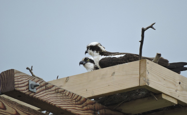 Osprey