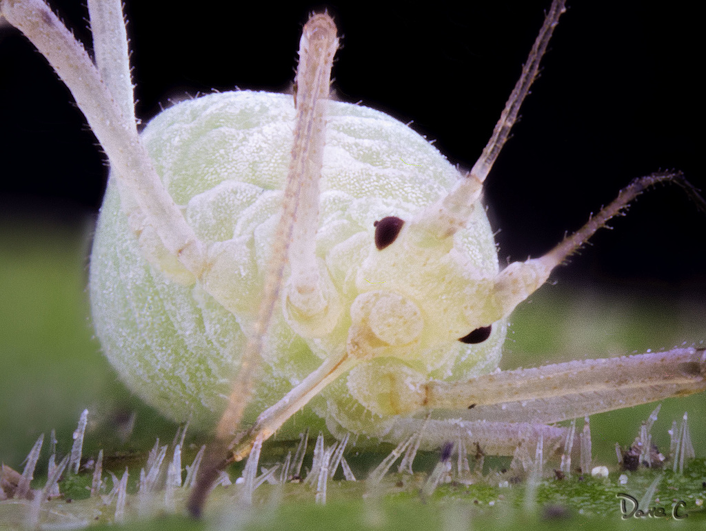 Aphid