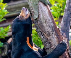 Sun bear