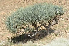Ethiopia, a Local Species of Dracaena