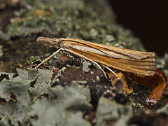 Pale-streak Grass Veneer Moth
