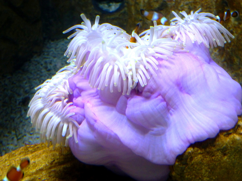 MT - St. Paul's Bay - Malta National Aquarium