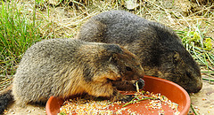 20210709 1507CPw [D~OS] Gelbbäuchiges Murmeltier (Marmota flaviventris), Zoo Osnabrück