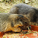 20210709 1507CPw [D~OS] Gelbbäuchiges Murmeltier (Marmota flaviventris), Zoo Osnabrück