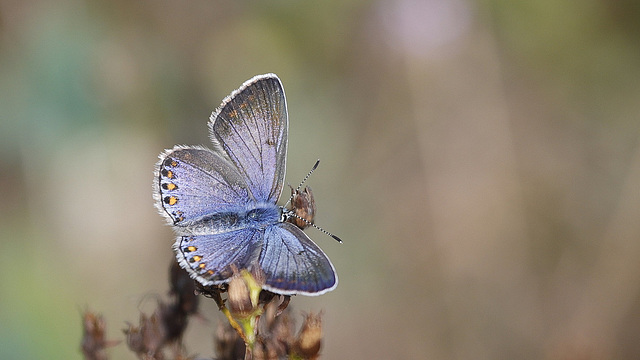 Madame Polyommatus icarus