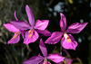 Barkeria Hybride 'B. skinneri x B. cyclotella'