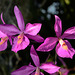 Barkeria Hybride 'B. skinneri x B. cyclotella'