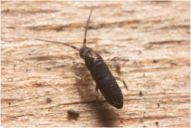 IMG 9708 Springtail