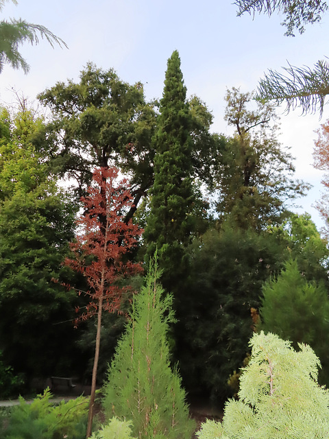 Valencia: Jardín botánico, 55