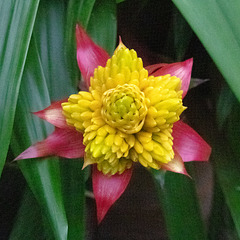 Flowers in Wellington Botanical Gardens (1)