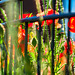 Zaun und Mohnblumen - HFF