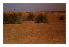 Doñana