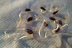 Apple Seed Sprouts