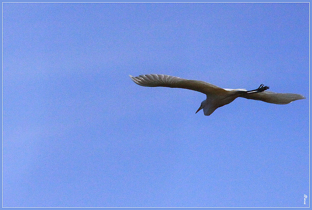 Grande Aigrette