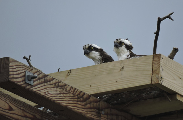 Osprey