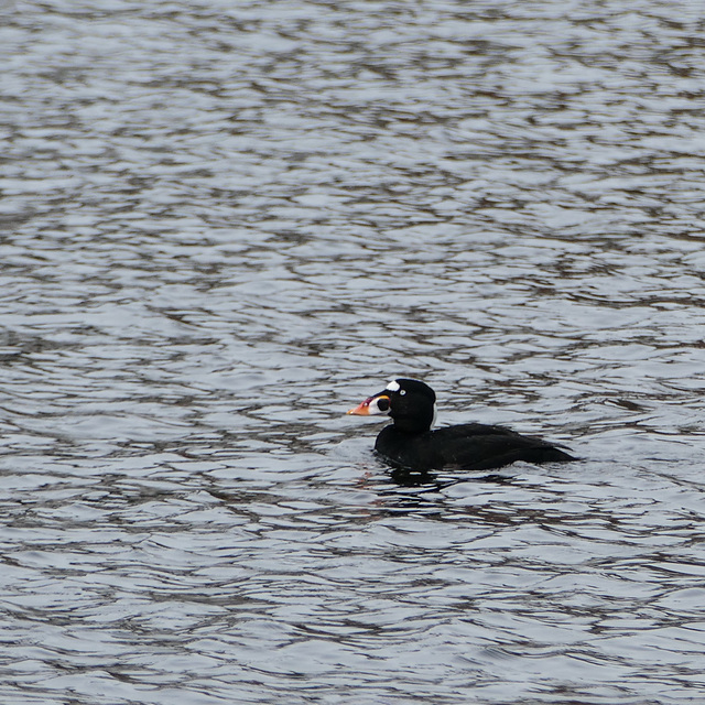 Day 10, Surf Scoter, Tadoussac